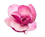 Хризантема розовая